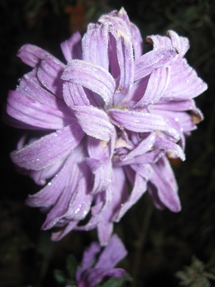 Flori de gheaţă