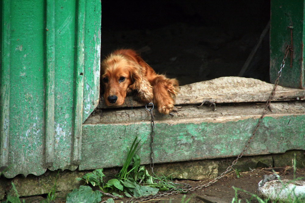 Viaţă de... câine. Foto: Marius ŞUIU