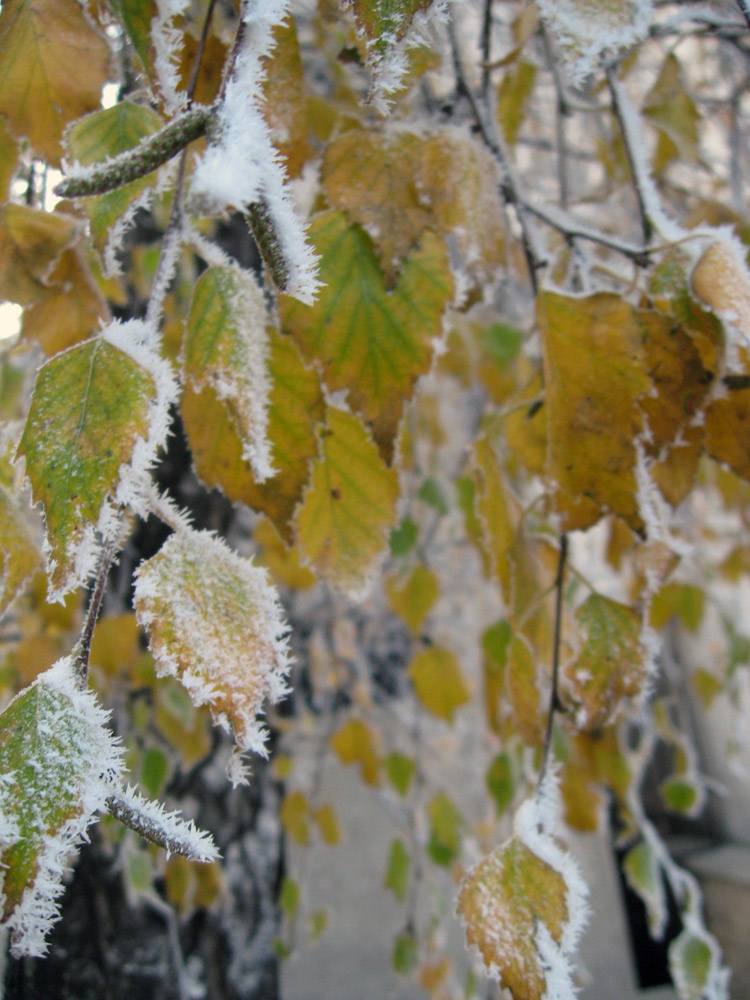 Brrr... ce frig e! Foto: Cosmin ROMEGA