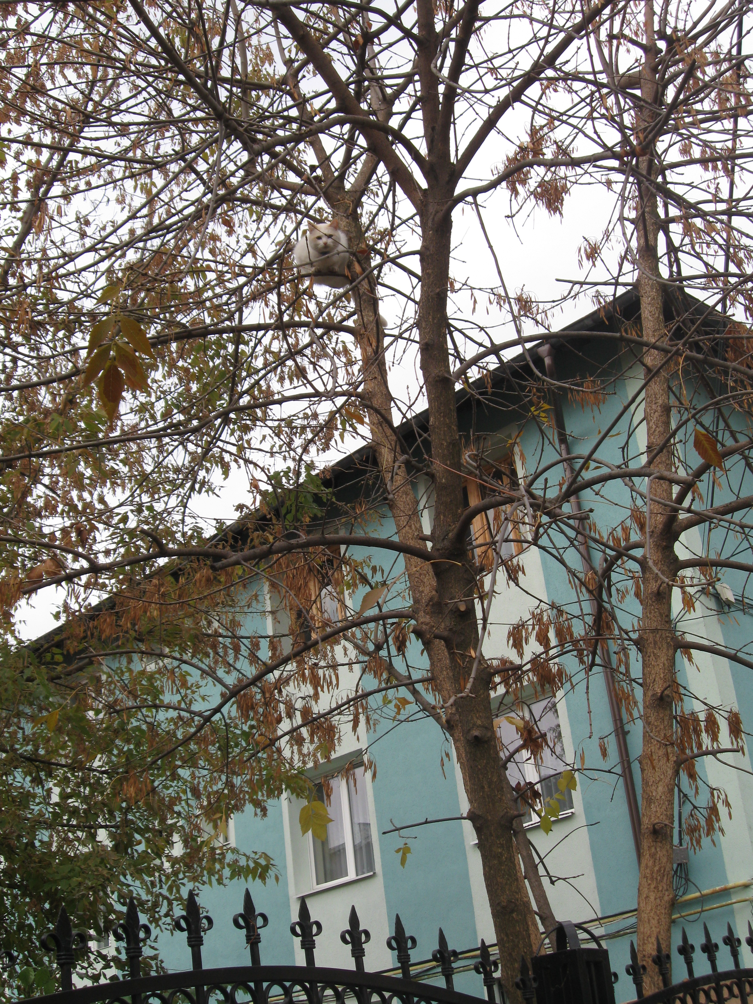 Şi eu cum mă dau jos de-aici. Foto: Cristina RUSU