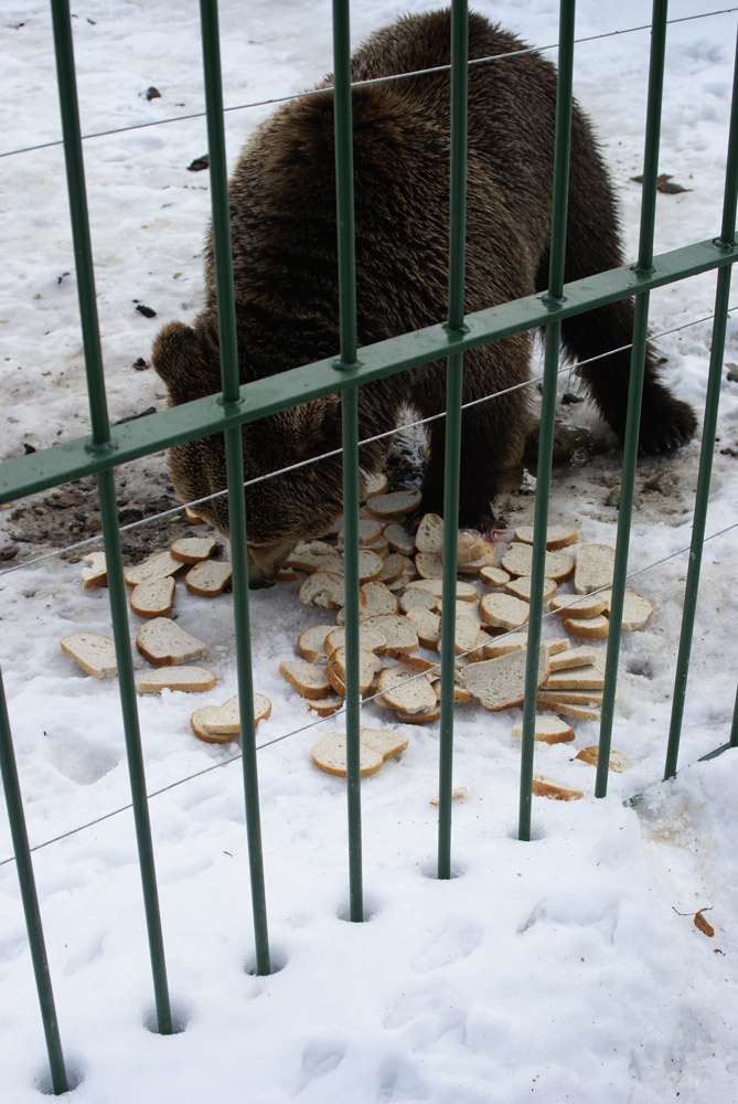 Iar pâine?! Eu când mai ţin dietă? Foto: Sergiu RUSU