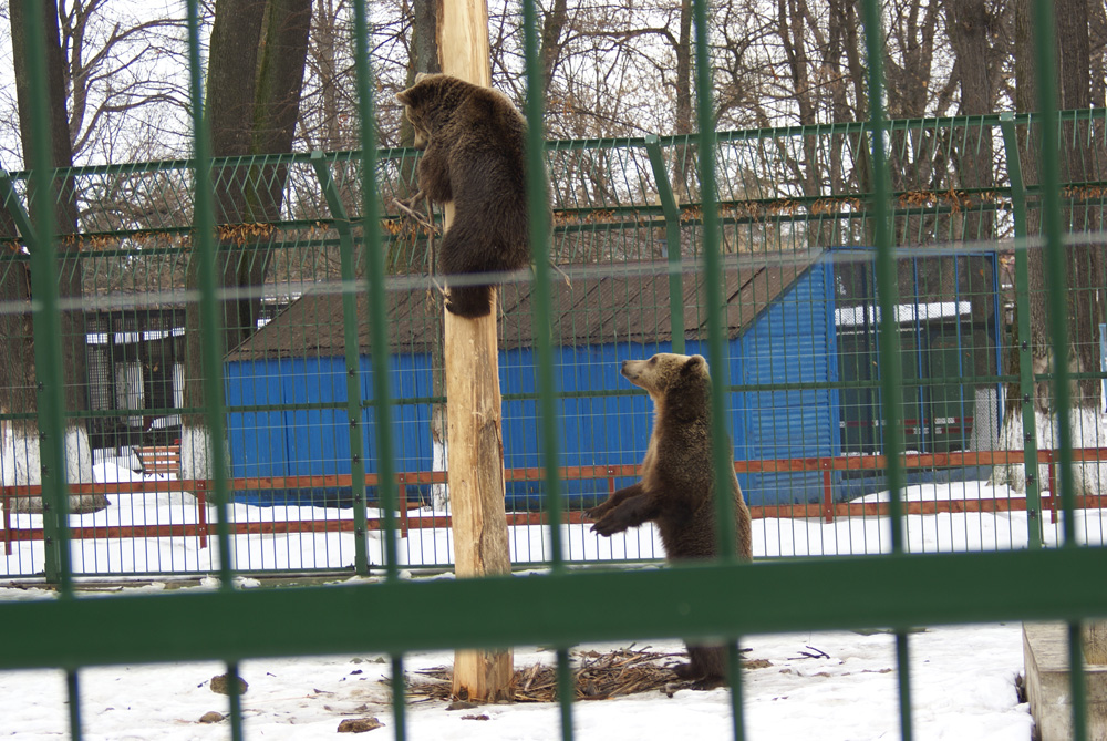 De câte ori să-ţi spun că nu suntem maimuţe? Autor: Sergiu RUSU