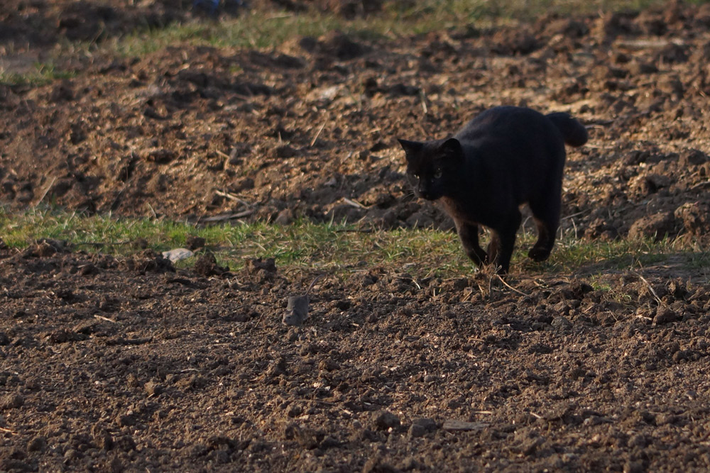 Tom & Jerry. Foto: Corneliu ACASANDRE
