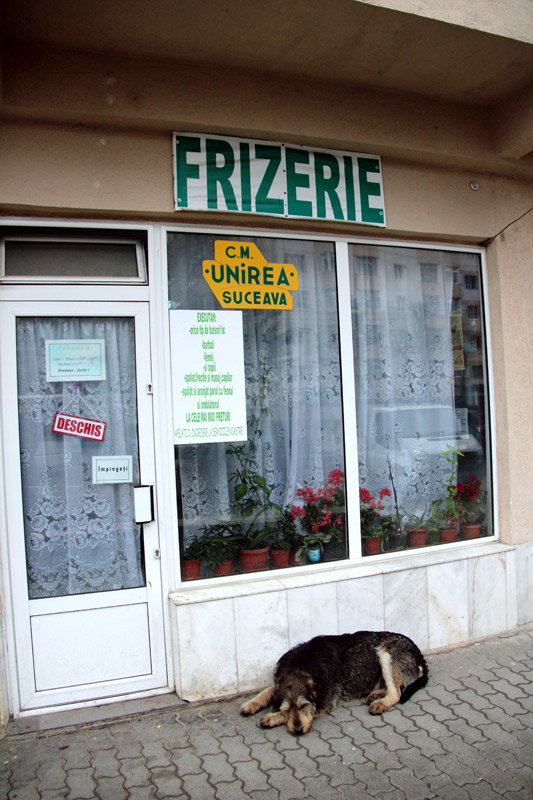 Nu mai vine frizerul ăsta... Foto: Marius ŞUIU