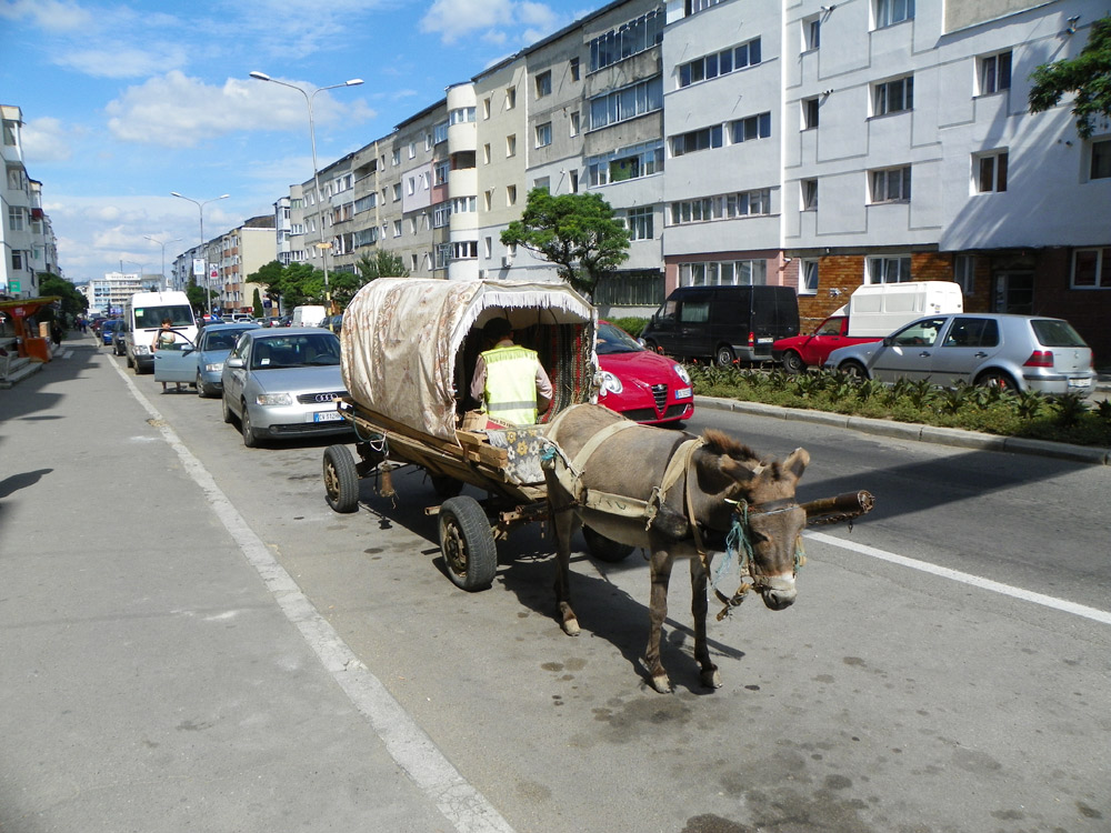 Măgăruş cu GPS. 17.08.2012, Fălticeni. Foto: Luminiţa MORUZ.