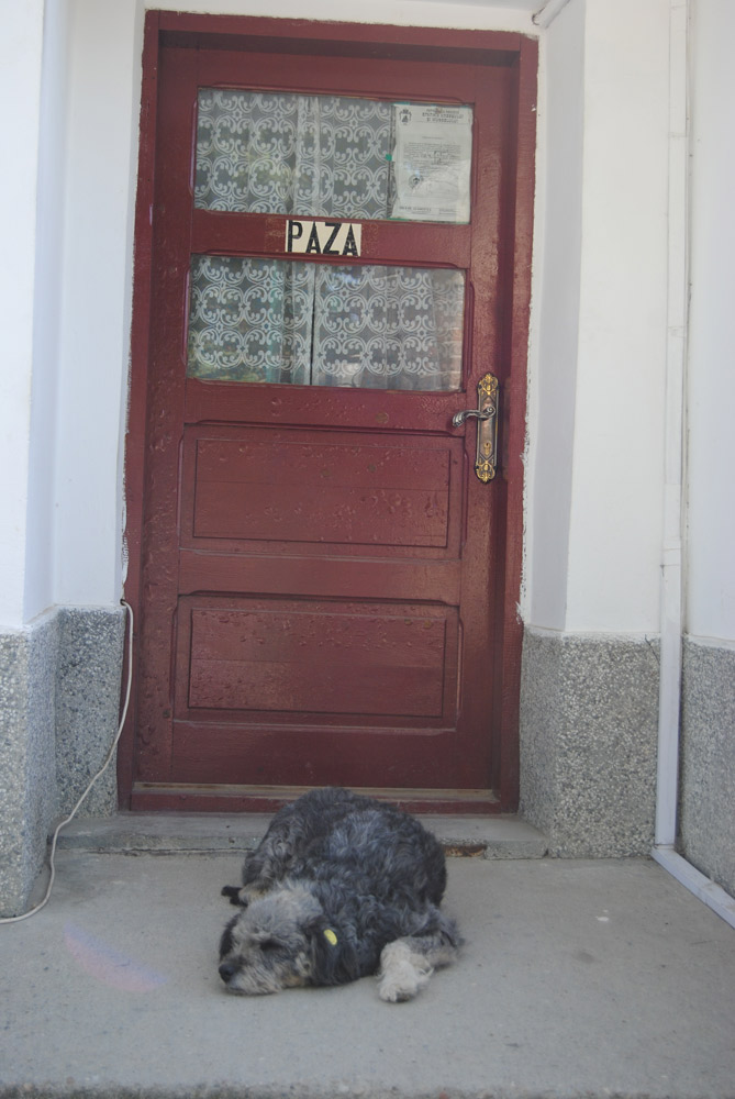 Atenţie! Câine rău! Foto: Iulia NICULESCU