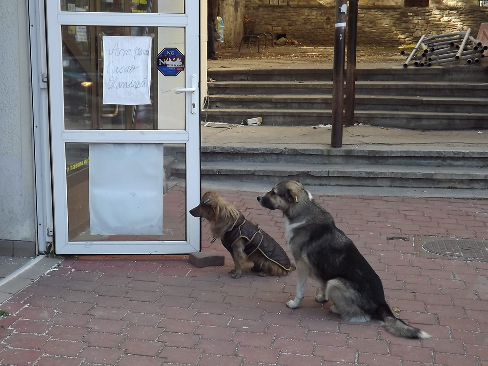 Vrem cacao olandeză! Foto: Dan COMAN