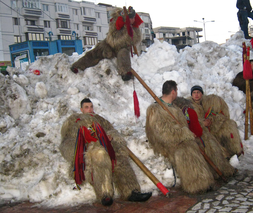 Urşii… polari. Foto: Iustin BUCULEI