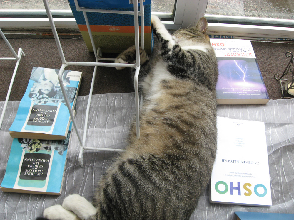 Somn… în vitrină. Foto: Tiberiu COSOVAN