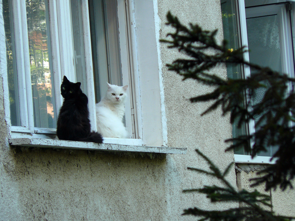 Cine-i acolo? Foto: Florin PAIU