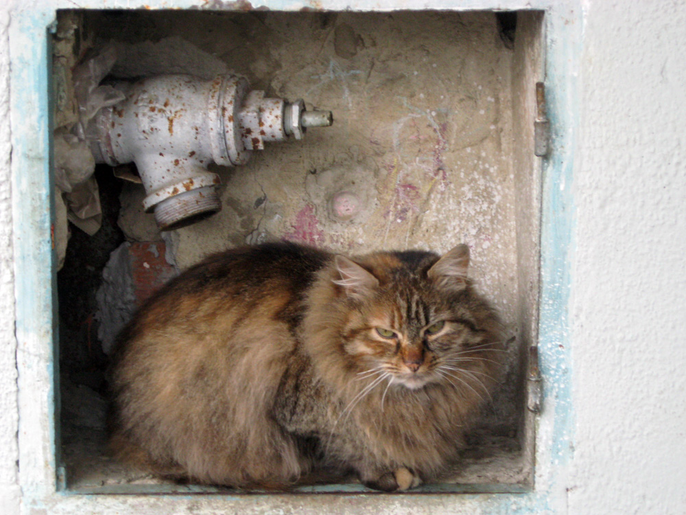 Pompierul de serviciu. Foto: Tiberiu COSOVAN.