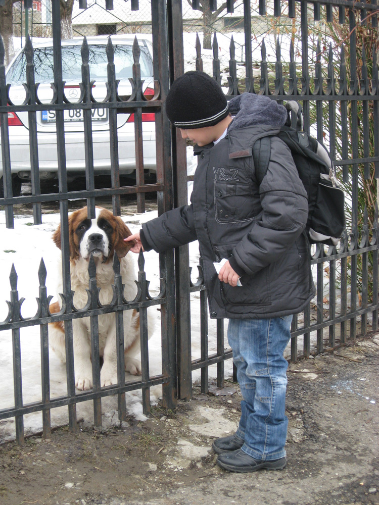 Prietenul de după gard. Foto: Tiberiu COSOVAN