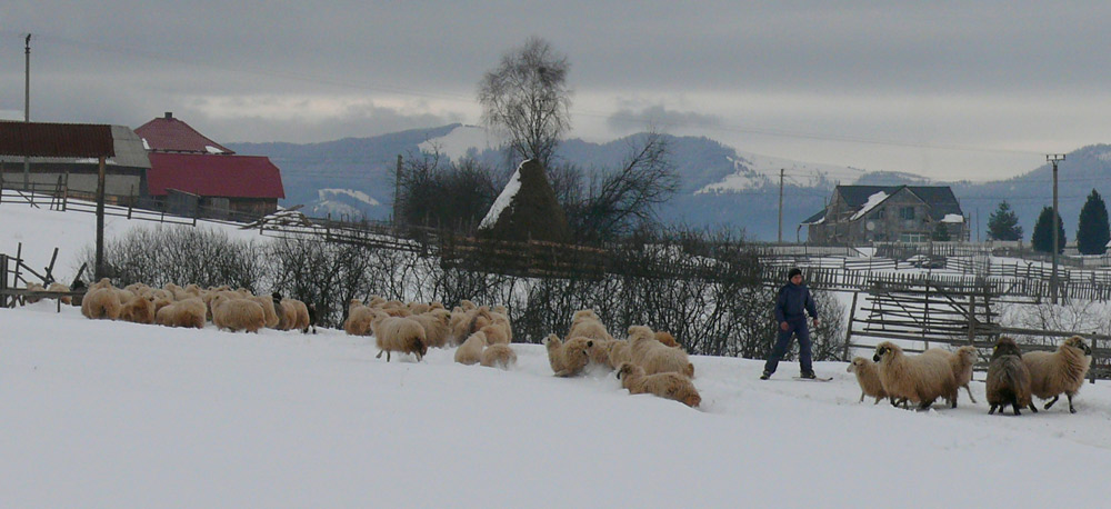 Păstorul pe schiuri. Foto: Iustin BUCULEI