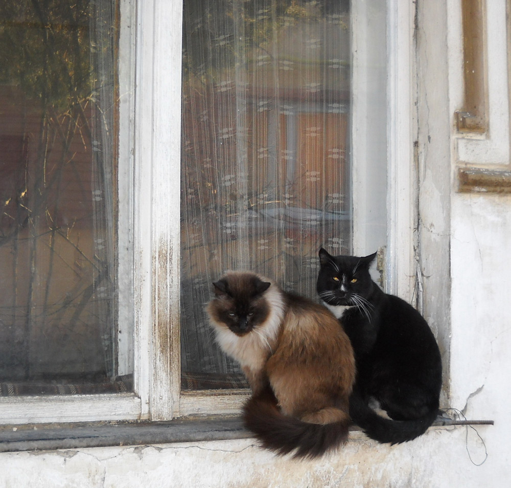 Ca-ntre feline. Foto: Iustin BUCULEI