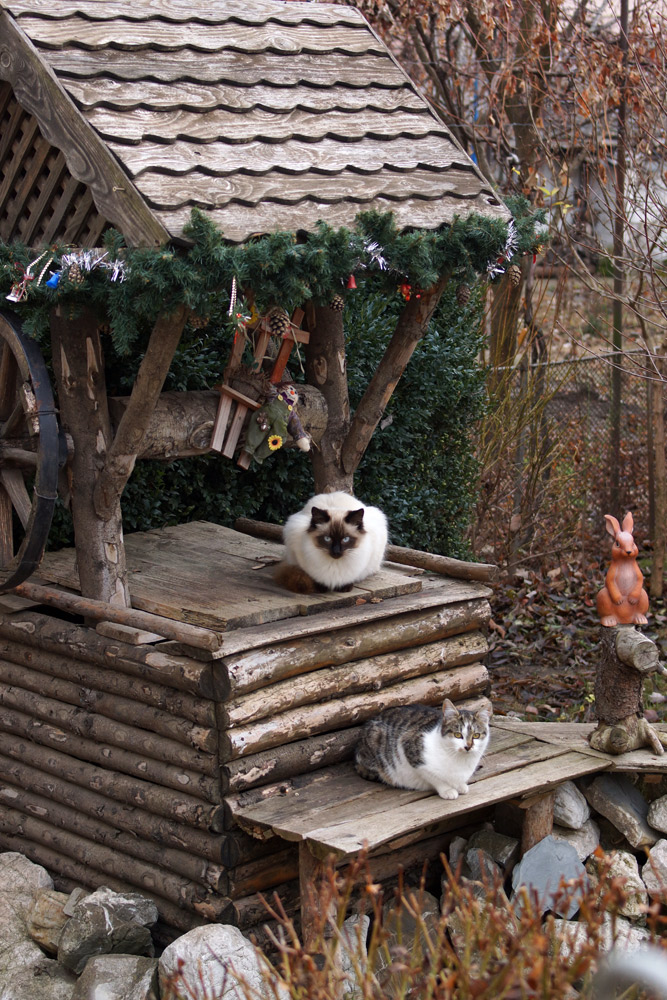 Fauna de curte. Foto: Corneliu ACASANDRE