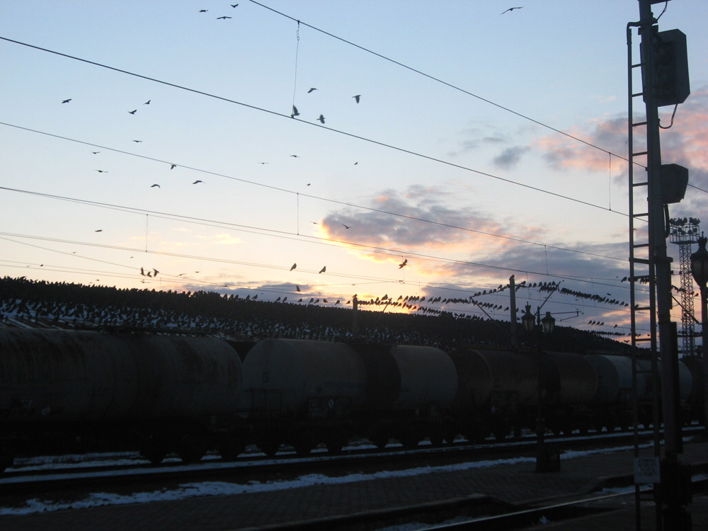 Invazia ciorilor în Gara Burdujeni. Foto: Florin PAIU