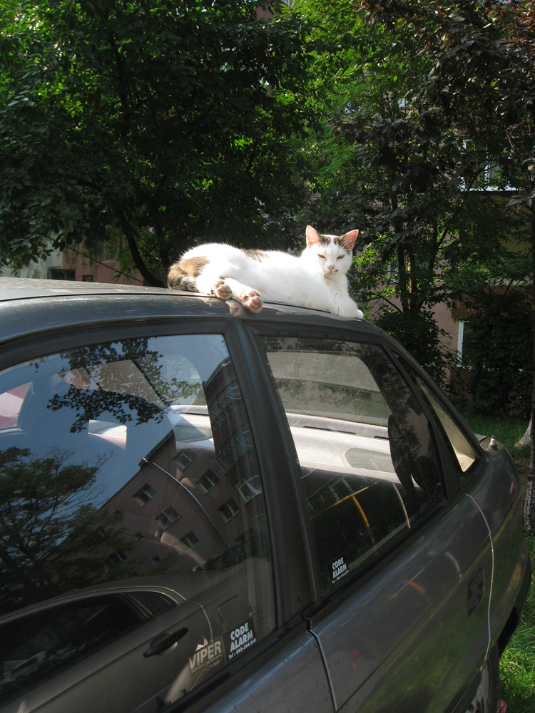 Paznicul maşinii. Foto: Tiberiu COSOVAN