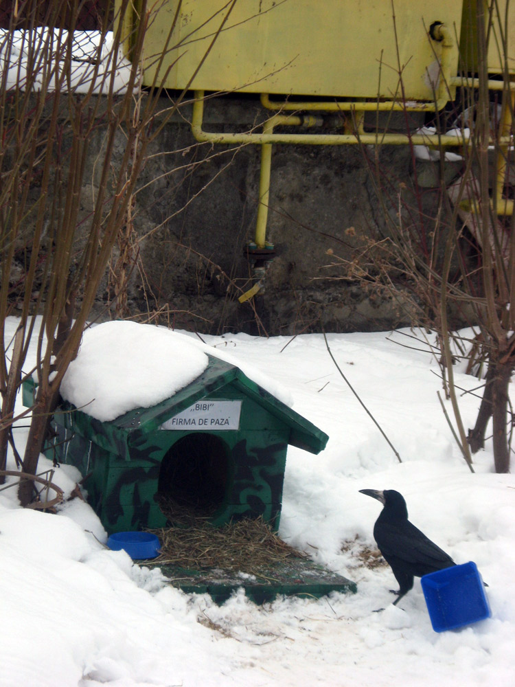 Bibi... firmă de pază canină, supervizată de o cioară. Foto: Florin PAIU