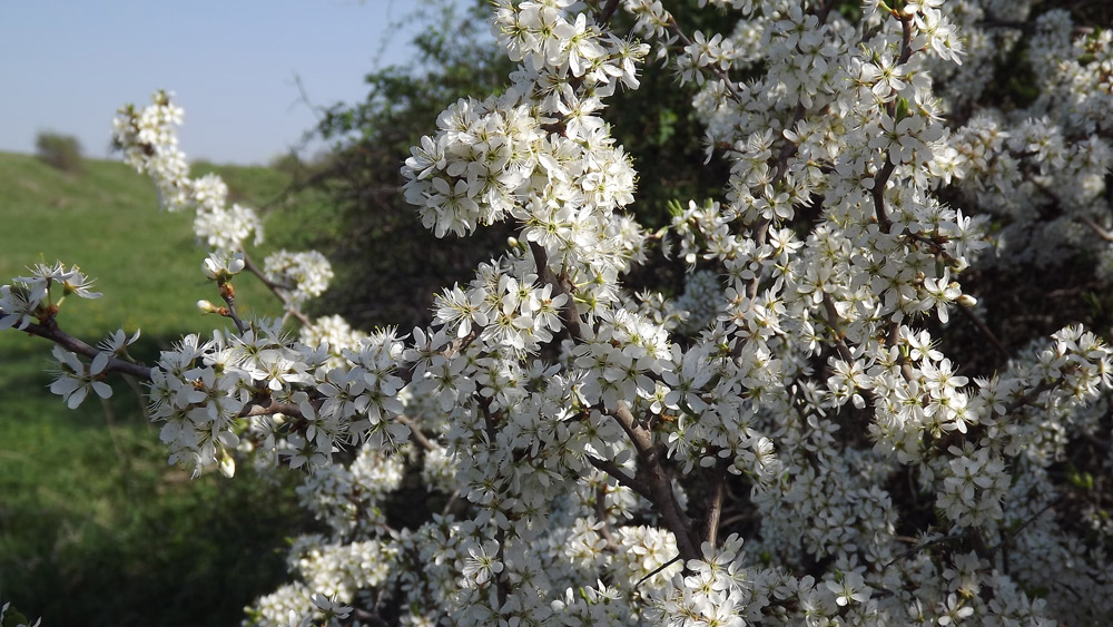 Flori de mai. Foto: Cosmin ROMEGA