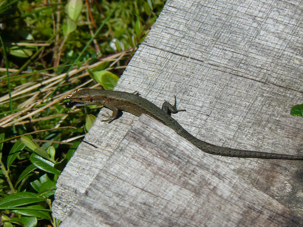 La vânătoare...Foto: Florin PAIU