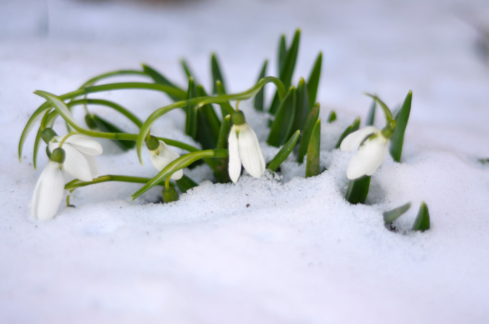 Curaj şi gingăşie. Foto: Iustin BUCULEI.