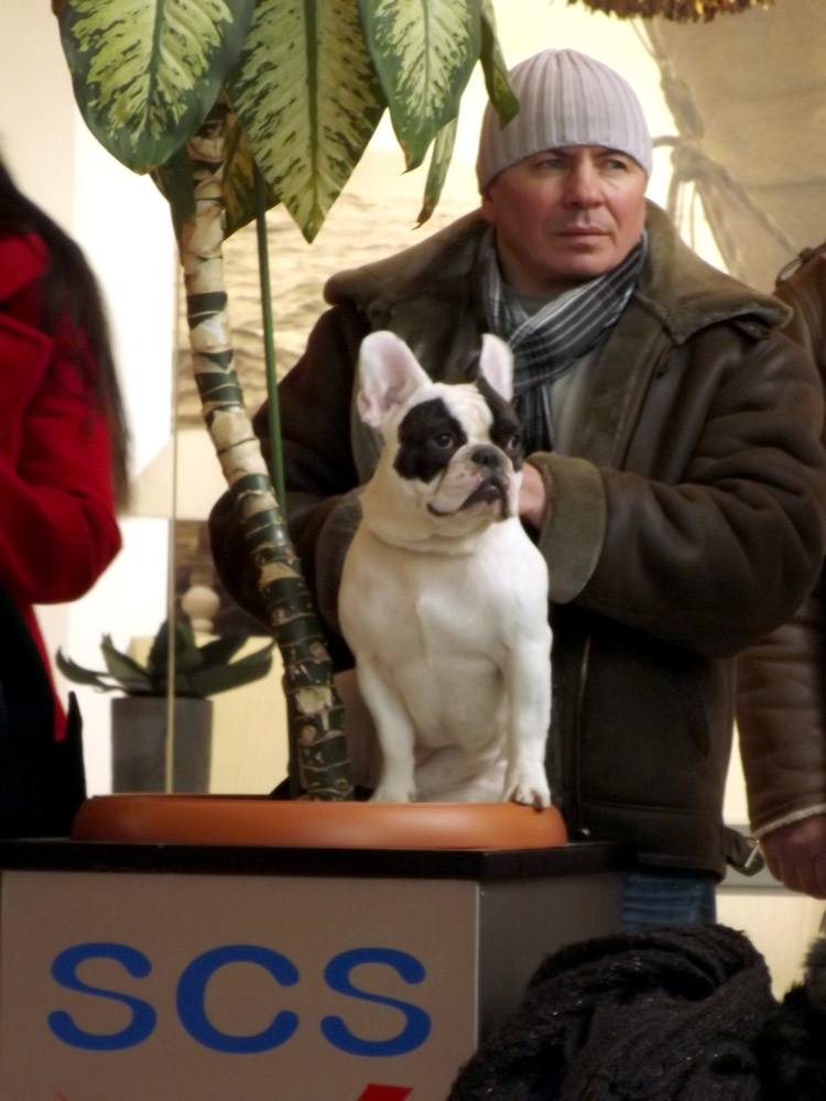 Dovada asemănării dintre căţei şi stăpânii lor. Foto: Cosmin ROMEGA