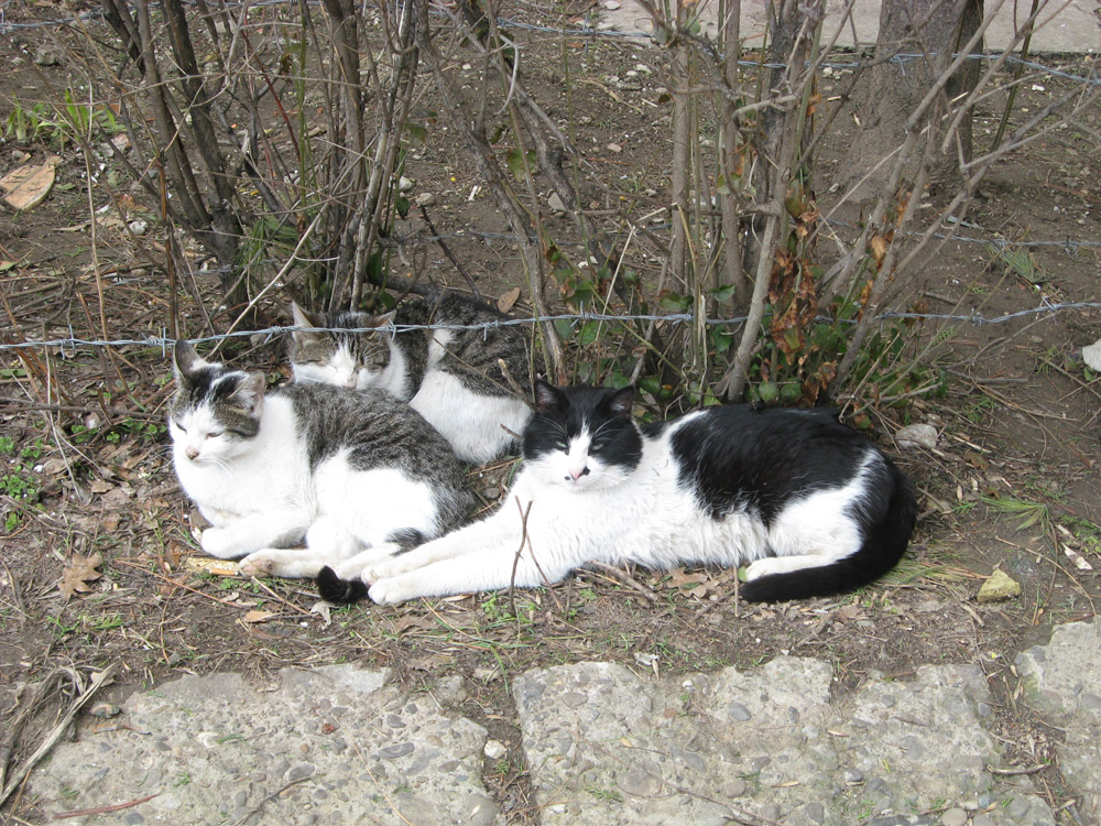 Relaxare de primavara. Foto: Tiberiu COSOVAN