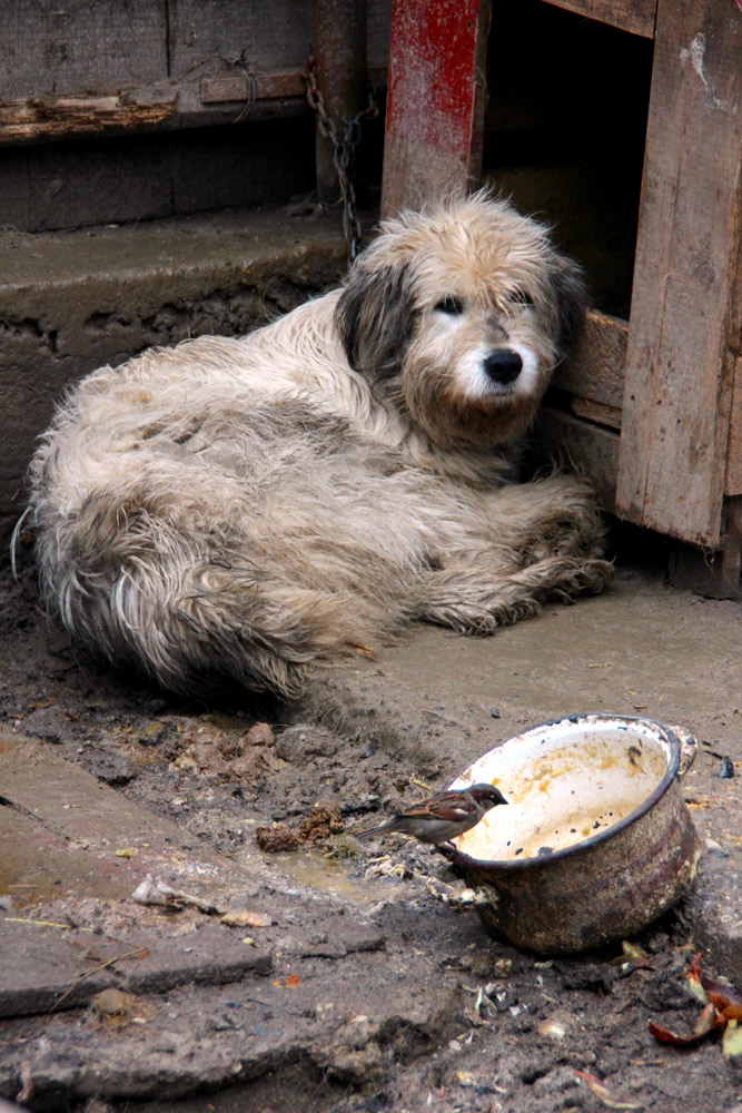 Împărţim frăţeşte. Foto: Marius ŞUIU