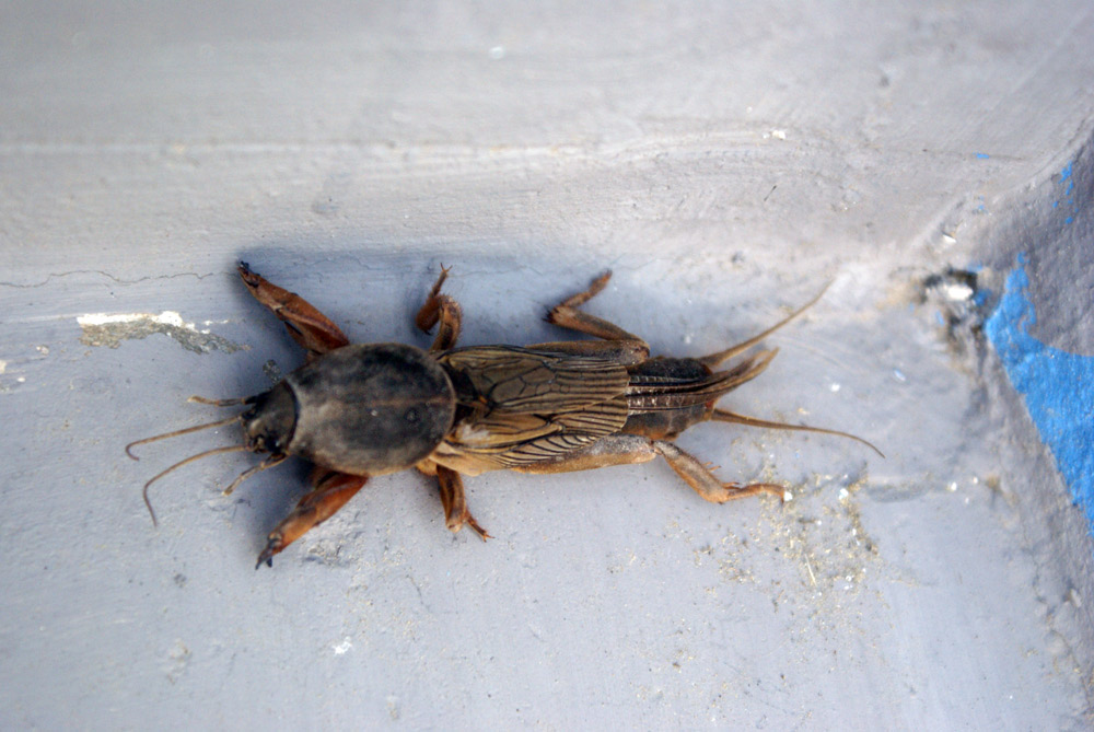 Macro... Foto: Corneliu ACASANDRE