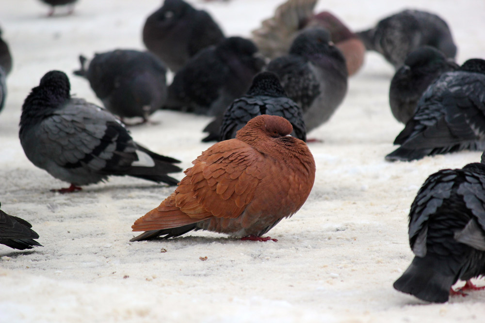 Minoritate… Foto: Marius ŞUIU