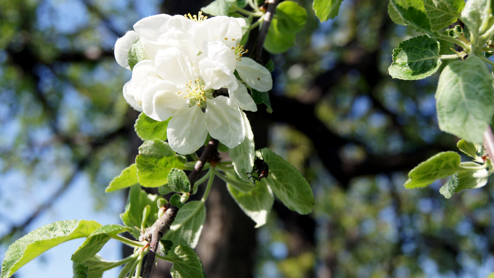 Macro. Foto: Daniel ROŞU