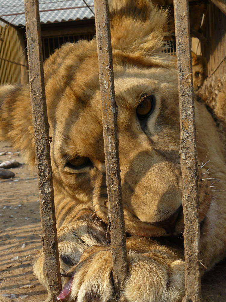 Ce pisicută cuminte... Foto: Florin PAIU
