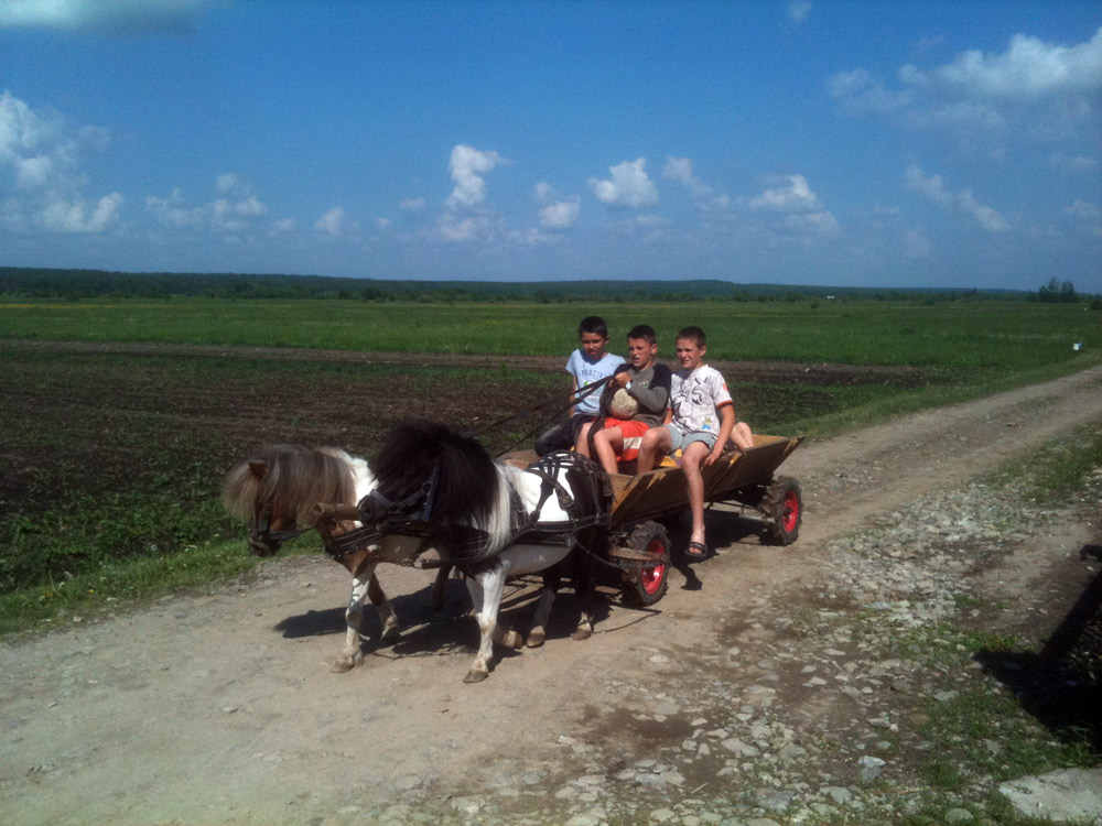 Diiiii, căluţi! Foto: Cristian TANISLAV