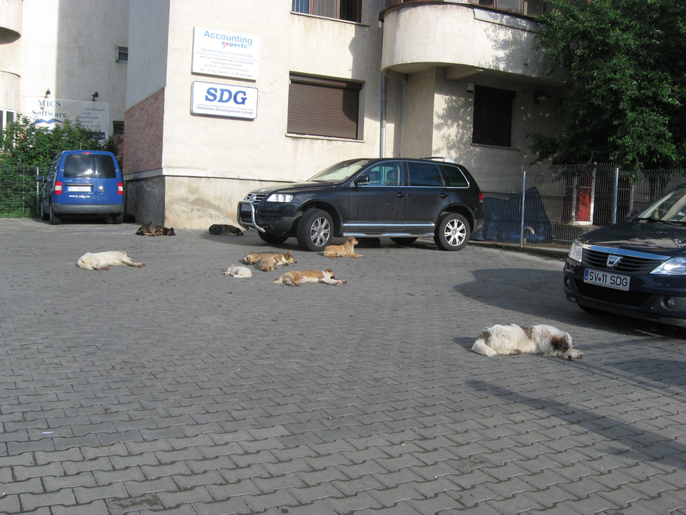 Au… parcat. Foto: Daniela MICUŢARIU