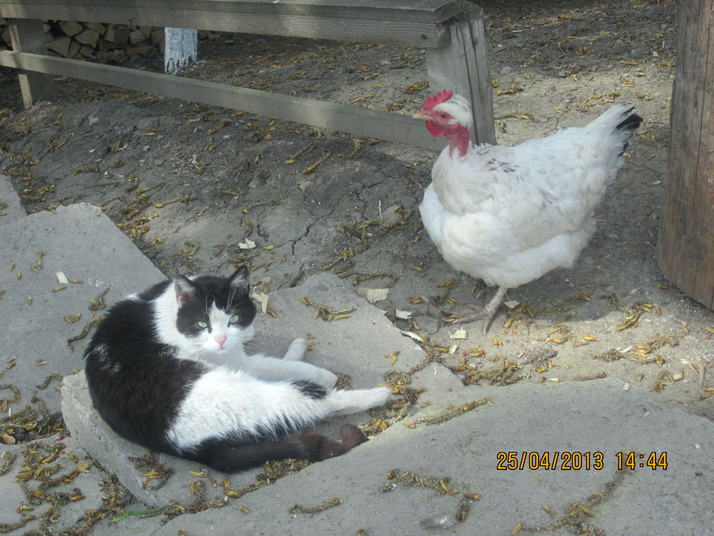 Frumoasa şi bestia. Foto: Roman ISTRATI