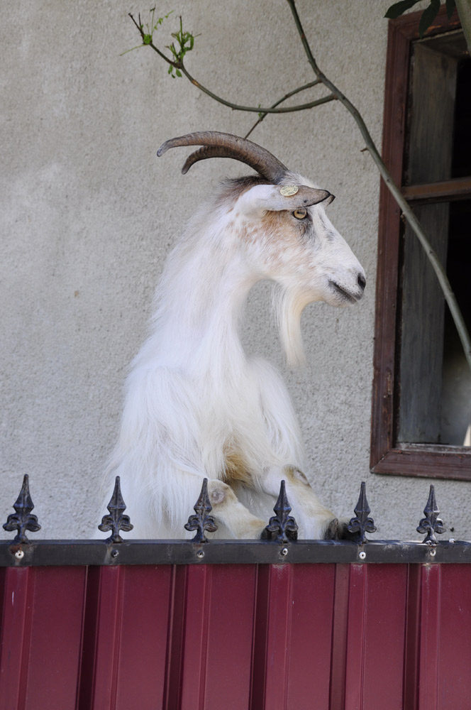 Capra, tot capră… Foto: Iustin BUCULEI