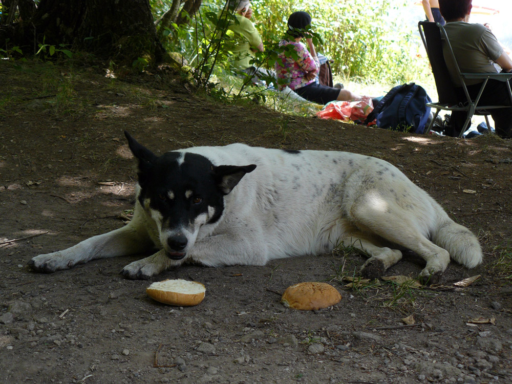 Am mâncat carnea… pâinea nu-mi place! Foto: Florin PAIU