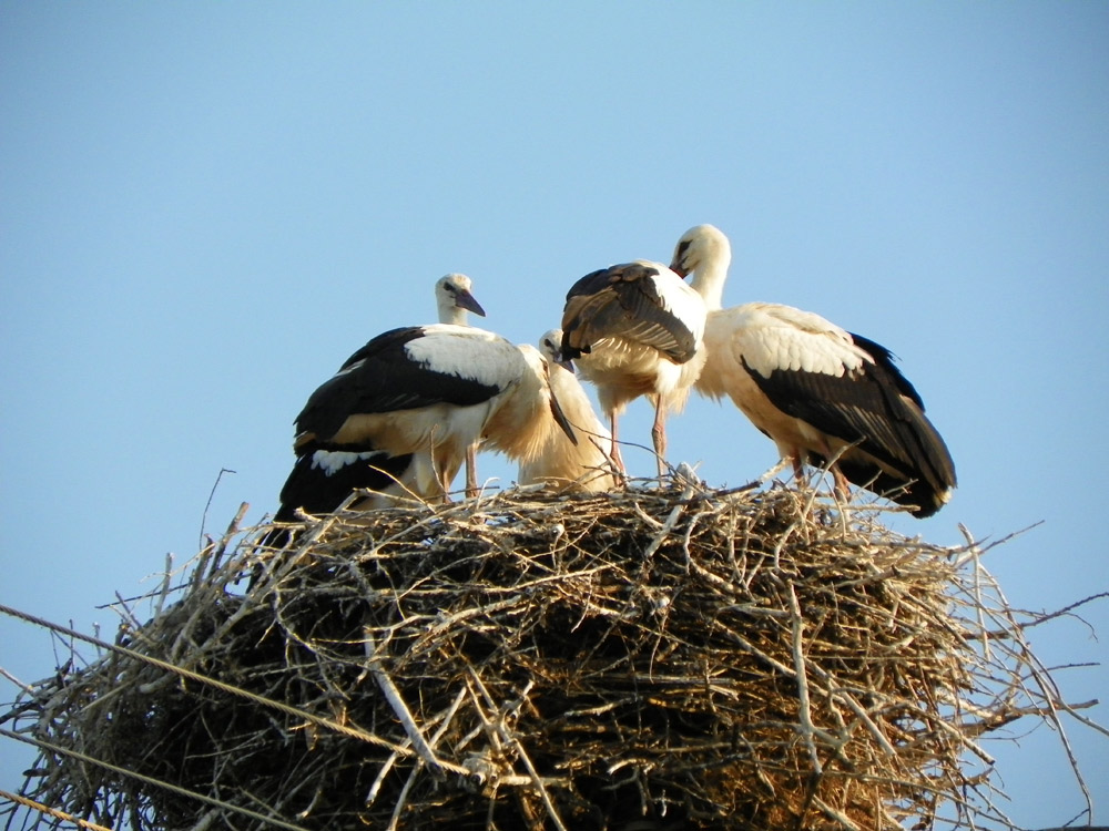 Primele semne ale toamnei. Foto: Luminiţa MORUZ