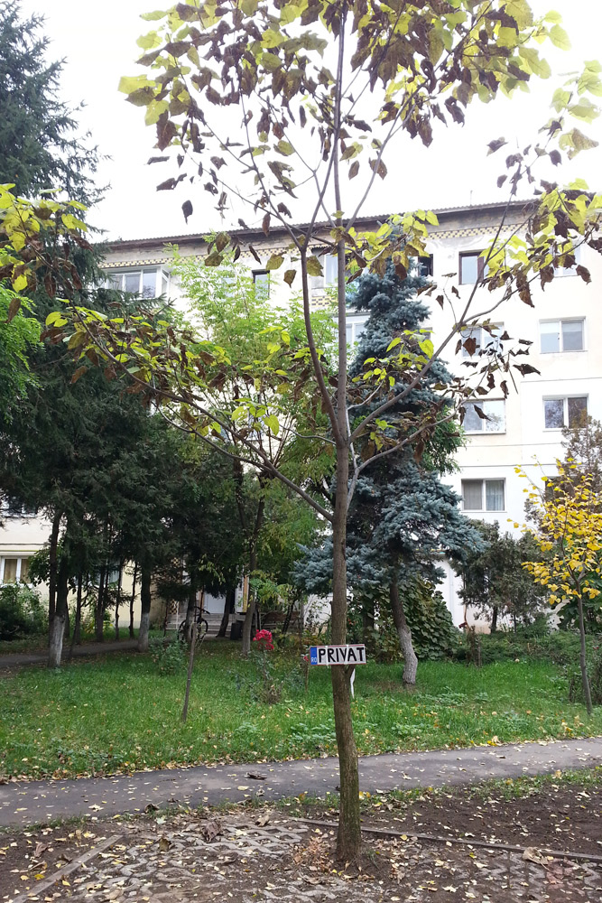 Cum să scapi de drujba serviciilor publice. Autor: Iustin BUCULEI