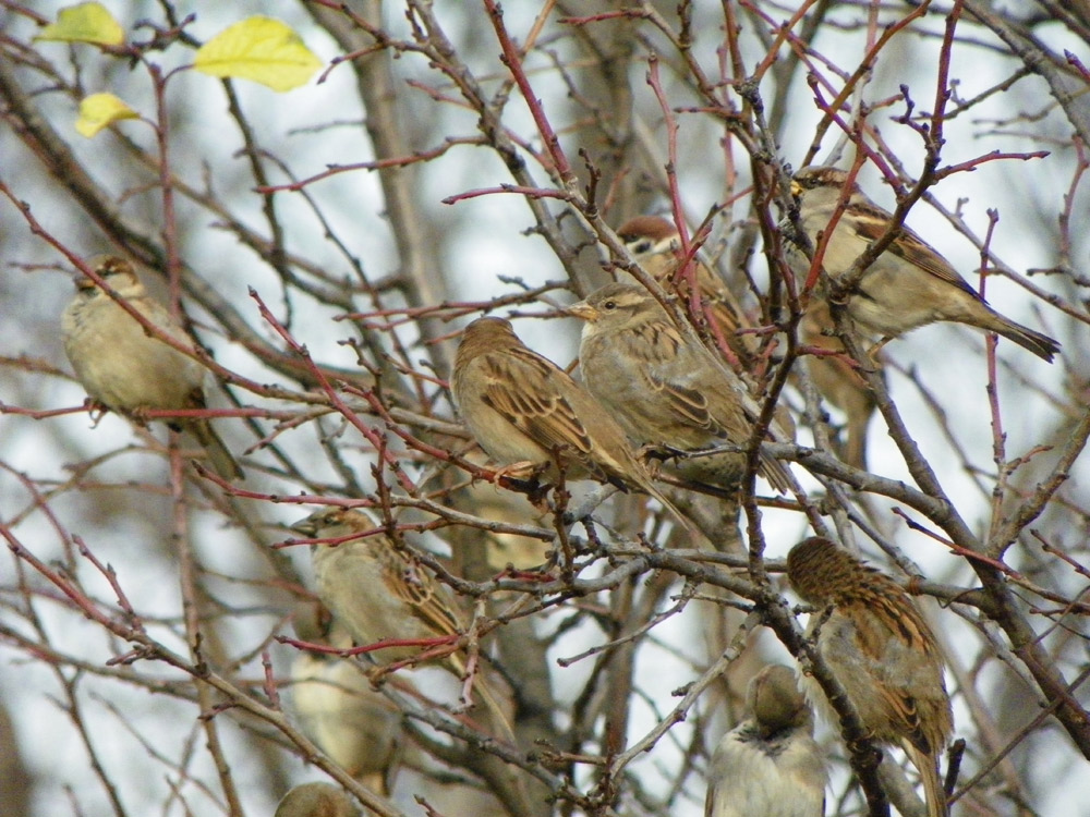 Şedinţă. Foto: Luminiţa MORUZ