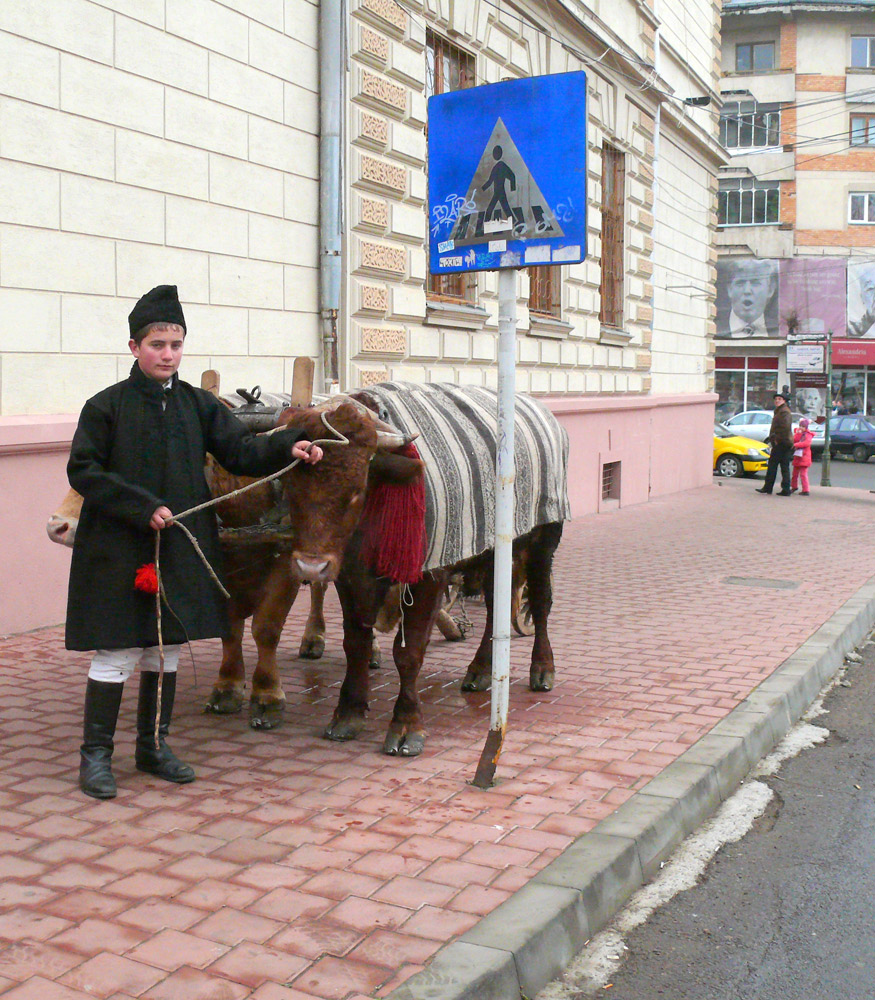 Oare putem şi noi traversa? Foto: Iustin BUCULEI