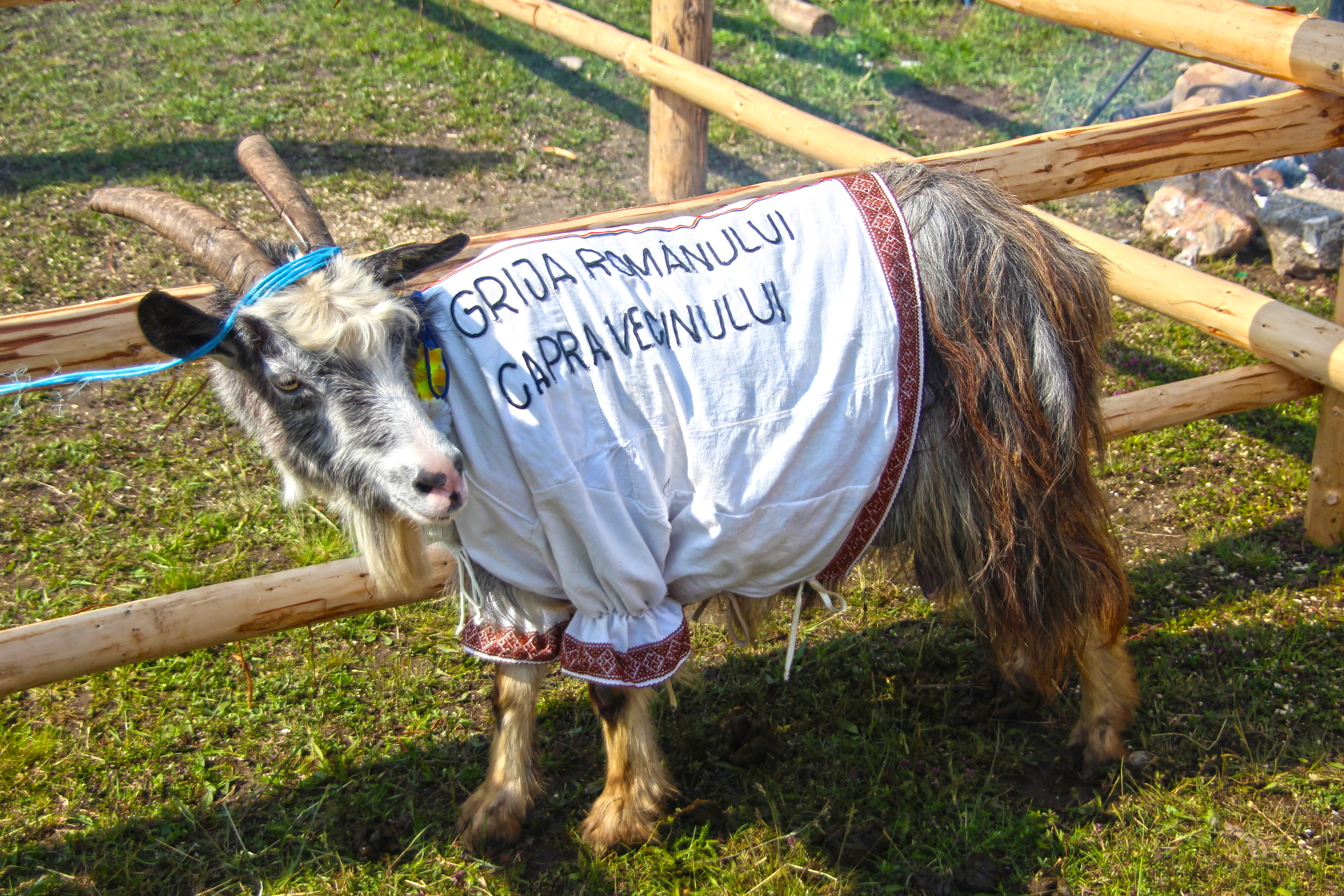 Capra vecinului