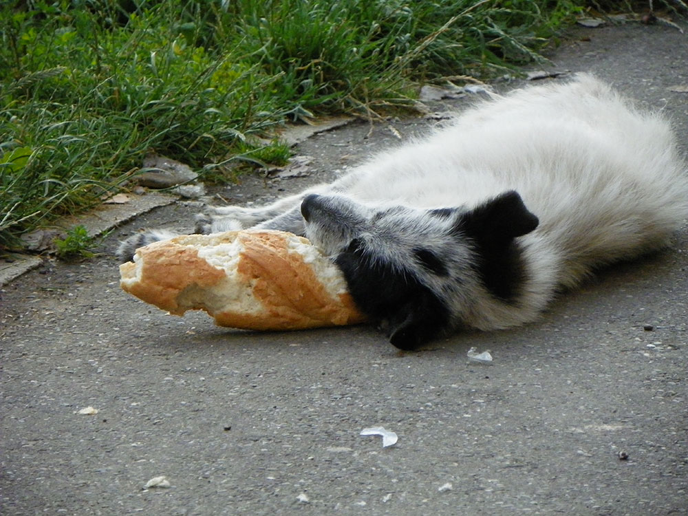 Visând un os. Foto: Luminiţa MORUZ, Fălticeni.