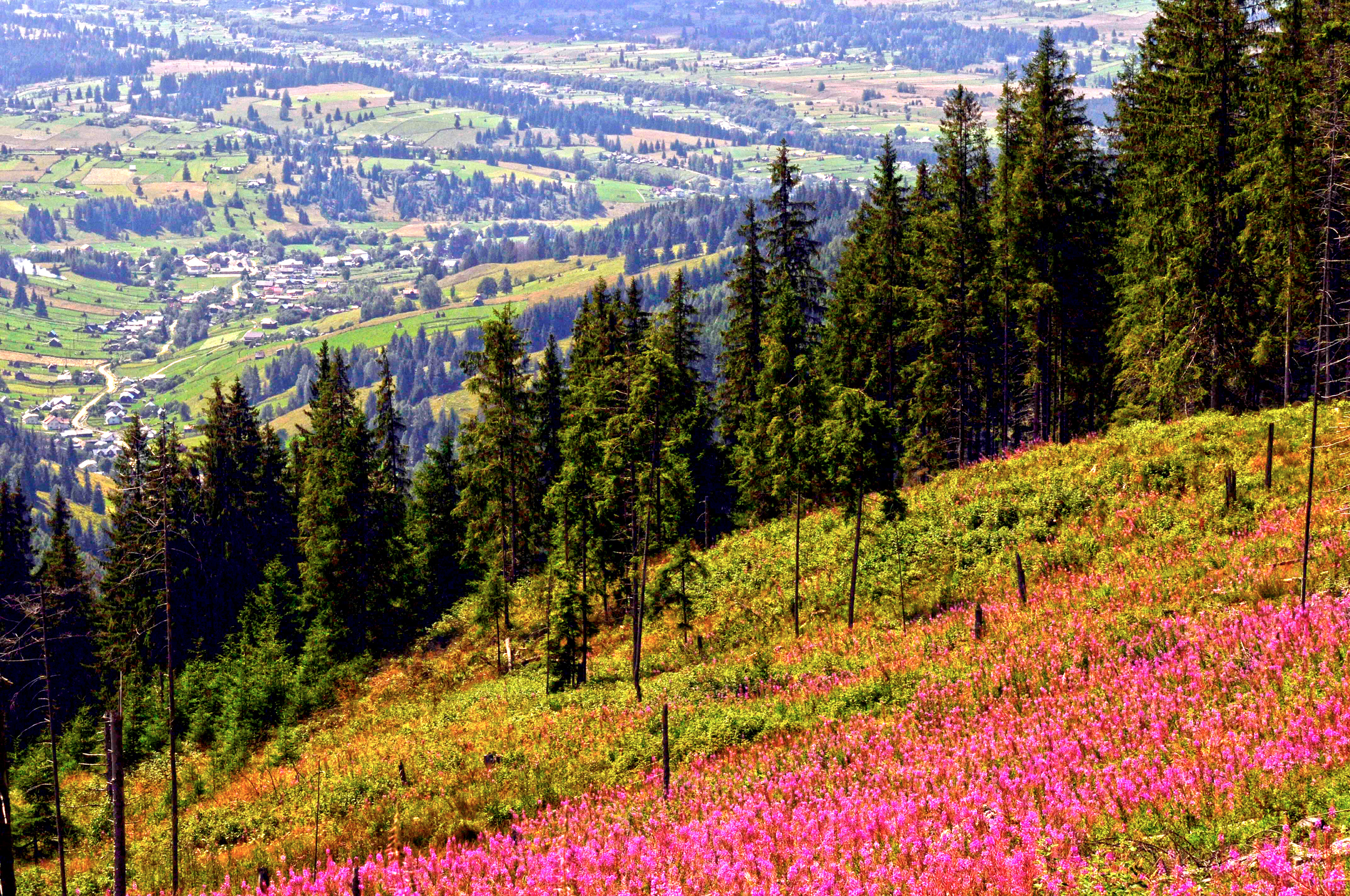 Peisaj montan din Ţara Dornelor