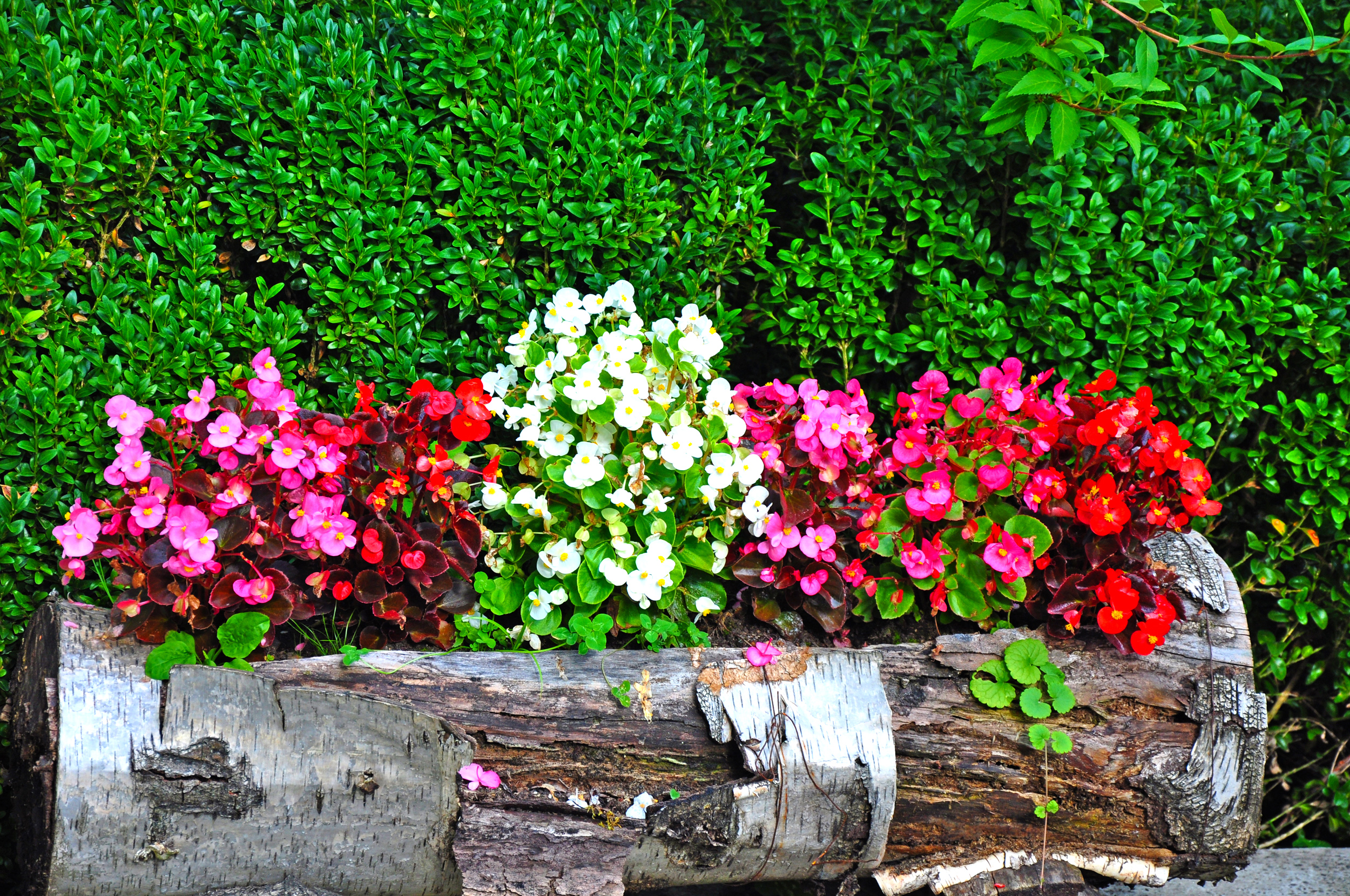 Decoraţiuni pentru casă