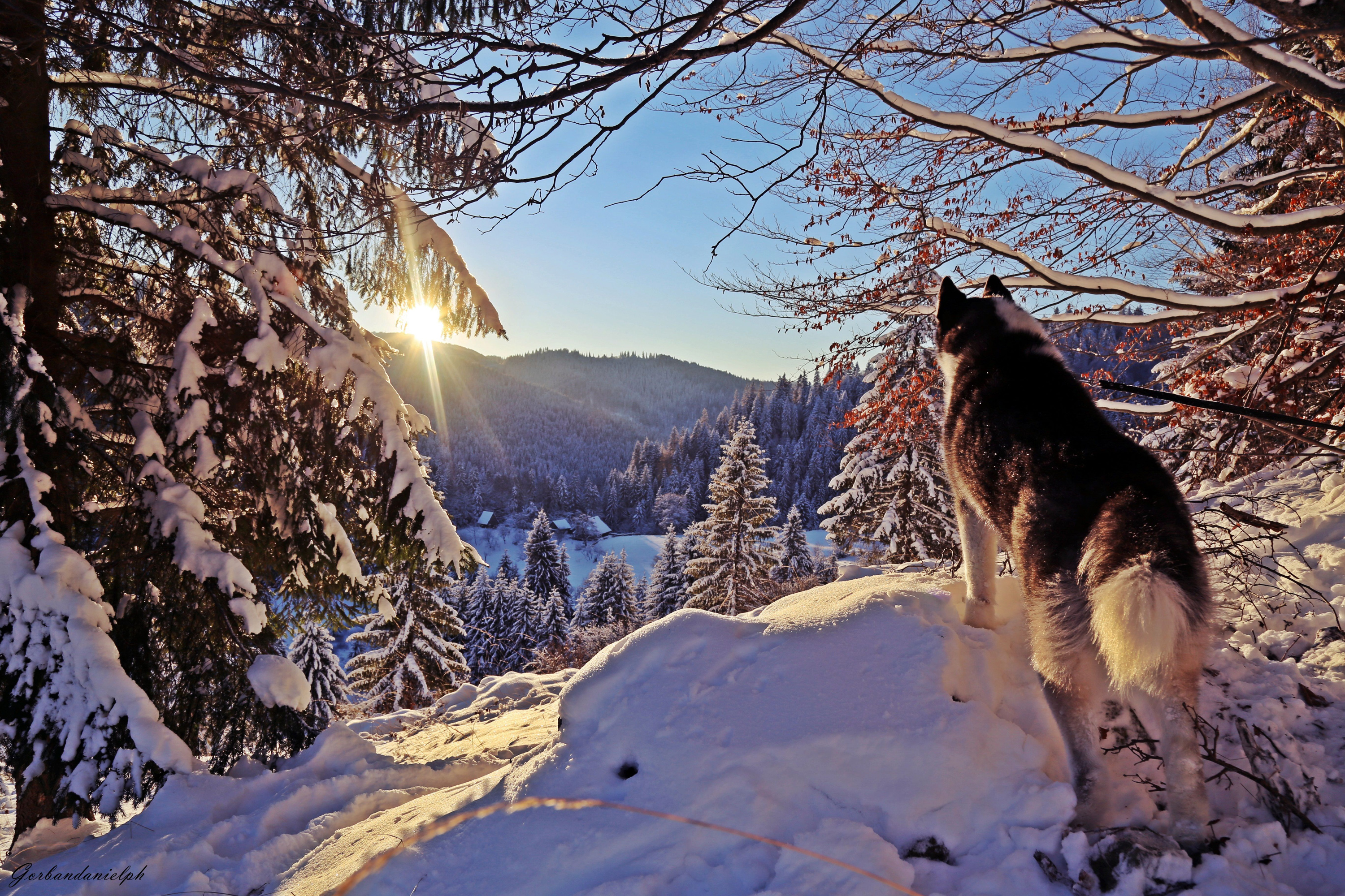 Ultimul apus - Un câine husky priveşte casa stăpânului său, în ultimul apus din anul 2014 - Fotografie realizată de Daniel Gorban