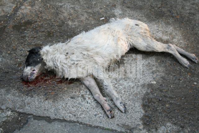 Se repetă: Câini otrăviţi pe străzile din centrul Sucevei