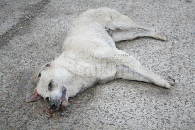 Se repetă: Câini otrăviţi pe străzile din centrul Sucevei