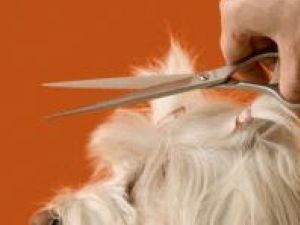 În pas cu moda: Câinii şi pisicile sucevenilor, la răsfăţ cu tratamente cosmetice