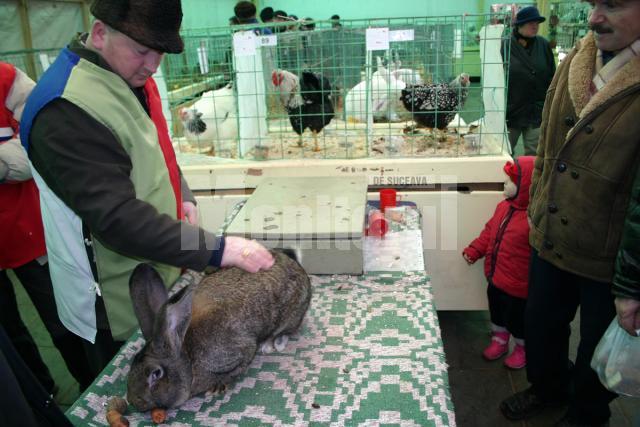 Ieri la prânz, iepurii uriaşi înscrişi la concurs intraseră pe mâna arbitrilor